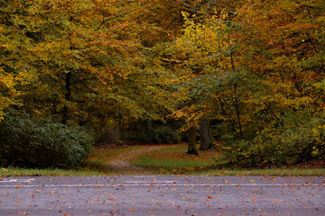 Colorful leaves in the autumn in the park