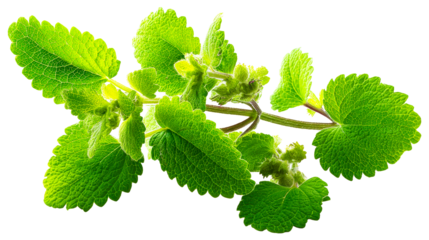 Vibrant green mint leaves with textured surface and visible veins on white, cut out transparent
