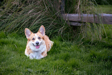 Hund der Rasse Pembroke Welsh Corgi liegt im Gras.