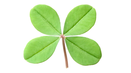 Four-leaf clover viewed from above on a white background, cut out transparent