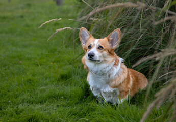 Hund der Rasse Pembroke Welsh Corgi sitzt im Gras.