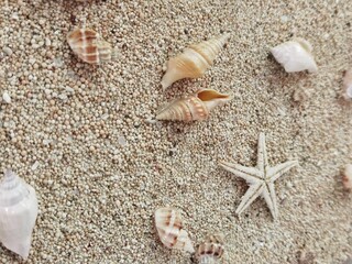seashells on the sand