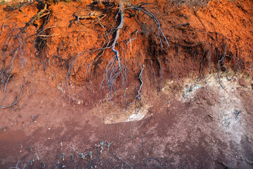 roots of a tree exposed as a result of a landslide