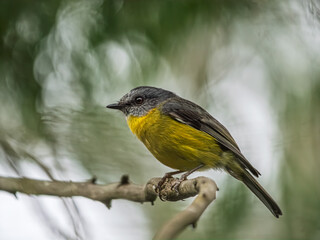 Yellow Robin Crouched On Thorny Branch