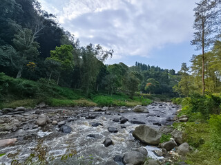 Winding River Amidst Lush Green Forest: A Serene Landscape Journey Through Nature's Untouched Beauty Under a Cloudy Sky
