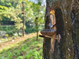 A traditional pine tree tapping process by local workers in rural forest area to collect natural...