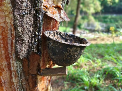 A traditional pine tree tapping process by local workers in rural forest area to collect natural resin for commercial use