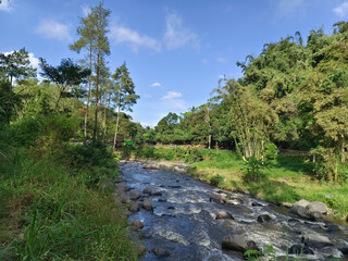 Winding River Amidst Lush Green Forest: A Serene Landscape Journey Through Nature's Untouched Beauty Under a Cloudy Sky
