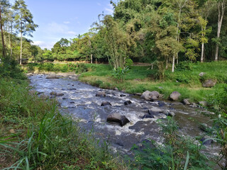 Winding River Amidst Lush Green Forest: A Serene Landscape Journey Through Nature's Untouched Beauty Under a Cloudy Sky
