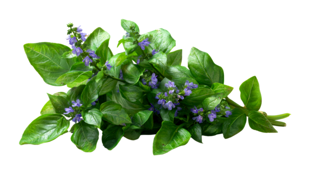 Freshly Harvested Green Basil Stems with Delicate Purple Blossoms, cut out transparent