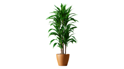 Tall potted plant with lush green variegated foliage in a terracotta pot, cut out transparent