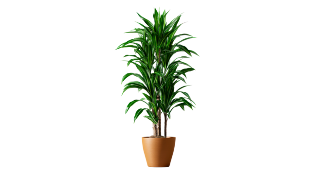 Tall potted plant with lush green variegated foliage in a terracotta pot, cut out transparent