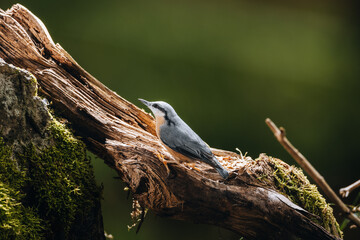 Kleiber auf Waldboden
