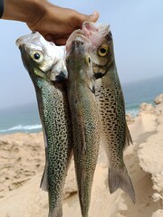 fish on the beach. speckled bass fish in morocco.