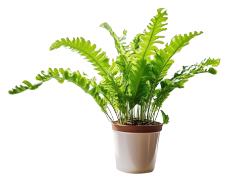 PNG Window plant fern houseplant.