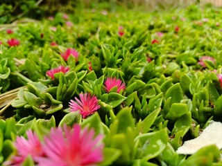 pink and green flowers.
