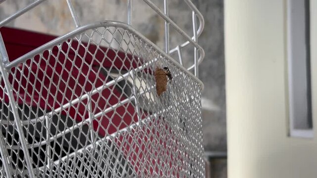 Sceliphron madraspatanum is building a nest in a bicycle rack.