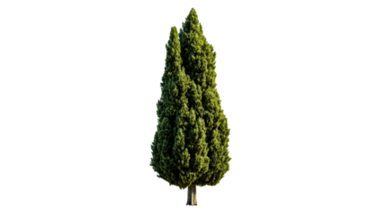 Tall, slender evergreen tree with dense green foliage and a textured trunk, cut out transparent