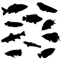 A set of most beautiful fishes found in the rivers  