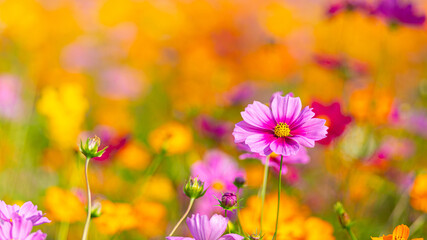 16:9 Close-up of pink cosmos flowers blooming among orange and yellow blossoms, showcasing the beauty and charm of vibrant wildflowers in nature.