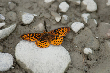 Meadow fritillary butterfly on rocks by the river