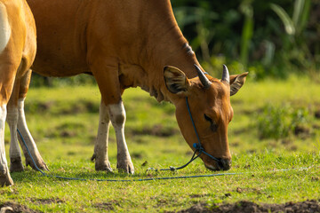 Bali Cattle Family Resting on Grass