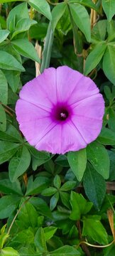 purple morning glory bloom among green leaves