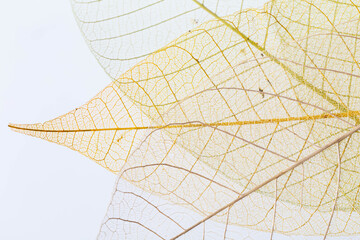 Delicate Nature Leaf Patterns with Fine Veins and Ethereal Design