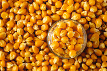 Yellow Corn Kernels in a Glass Jar on a Heap of Dried Corn
