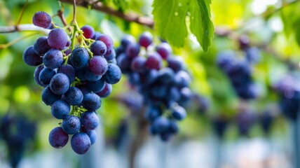 Close-up of ripe grapes on vine in sunlit vineyard. Neural network AI generated