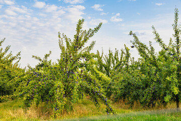 Plum trees full of ripe fruit in an orchard on a sunny summer day. Szydlow, Poland