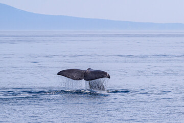 whale in flight