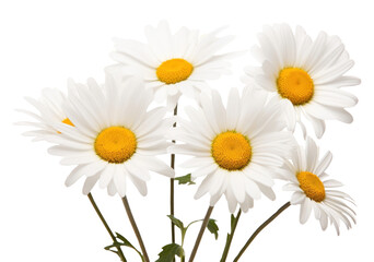 PNG Daisys blossom flower plant.