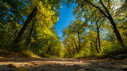 Fototapeta premium Sunlit Forest Path