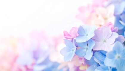 Pastel hydrangea blossoms in soft focus