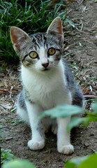 Fototapeta premium curious cat looking at the camera