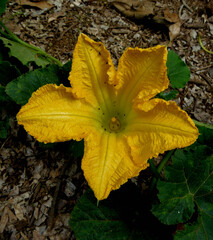 close-up photograph of a pumpkin flower