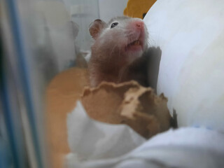 Hamster in a box. Selective focus on hamster.
