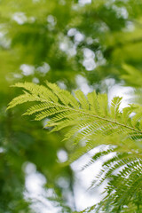 Leaves of blue jacaranda (Jacaranda mimosifolia), a sub-tropical tree native to South America and...