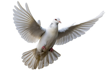 Fototapeta premium A white dove flying with its wings spread, isolated on transparent background