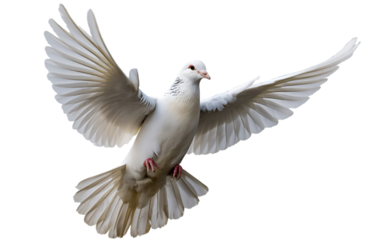 A white dove flying with its wings spread, isolated on transparent background