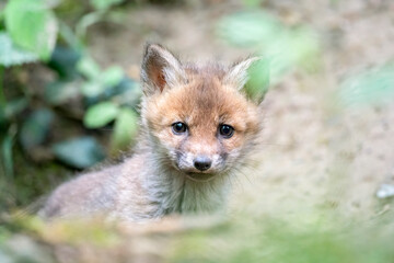 red fox cub