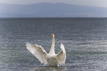 Elegant swan on the sea stretching and flapping its wings, displaying grace and natural beauty in coastal waters