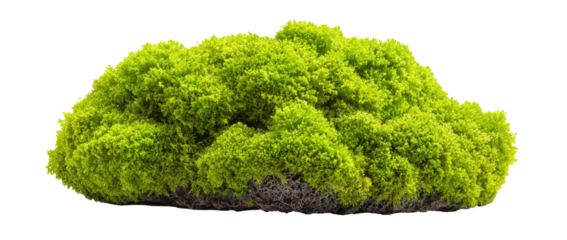 Bright green moss clump against black background