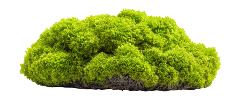 Bright green moss clump against black background