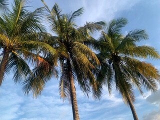 coconut palm trees