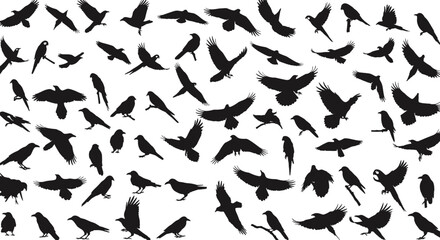 Black bird silhouettes collection featuring various flying, perched, and soaring birds in different poses for nature and wildlife vector design.