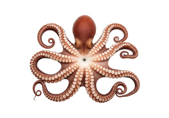 Obraz premium Vibrant Raw Octopus with Detailed Tentacles Isolated on White Background, Top View