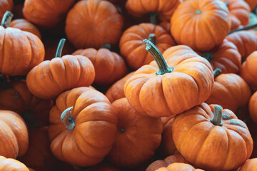 Assorted Group of Mini-Pumpkins for Autumn