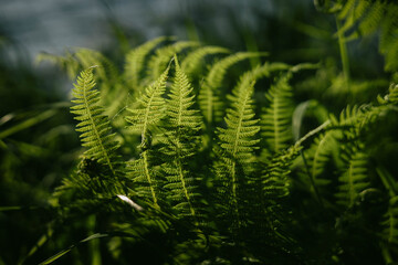 Vibrant green ferns thrive in sunlight along the waters edge, showcasing delicate fronds and a lush environment filled with life and tranquility, perfect for nature lovers